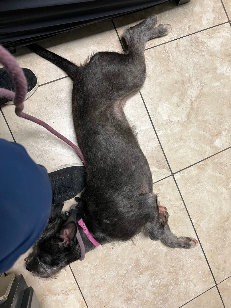 Enlarge SAGE, a Adopted mixed breed in Manchester, CT image 2/4