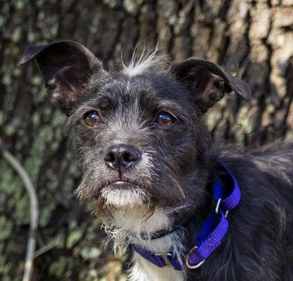 Enlarge SAGE, a Adopted mixed breed in Manchester, CT image 4/4