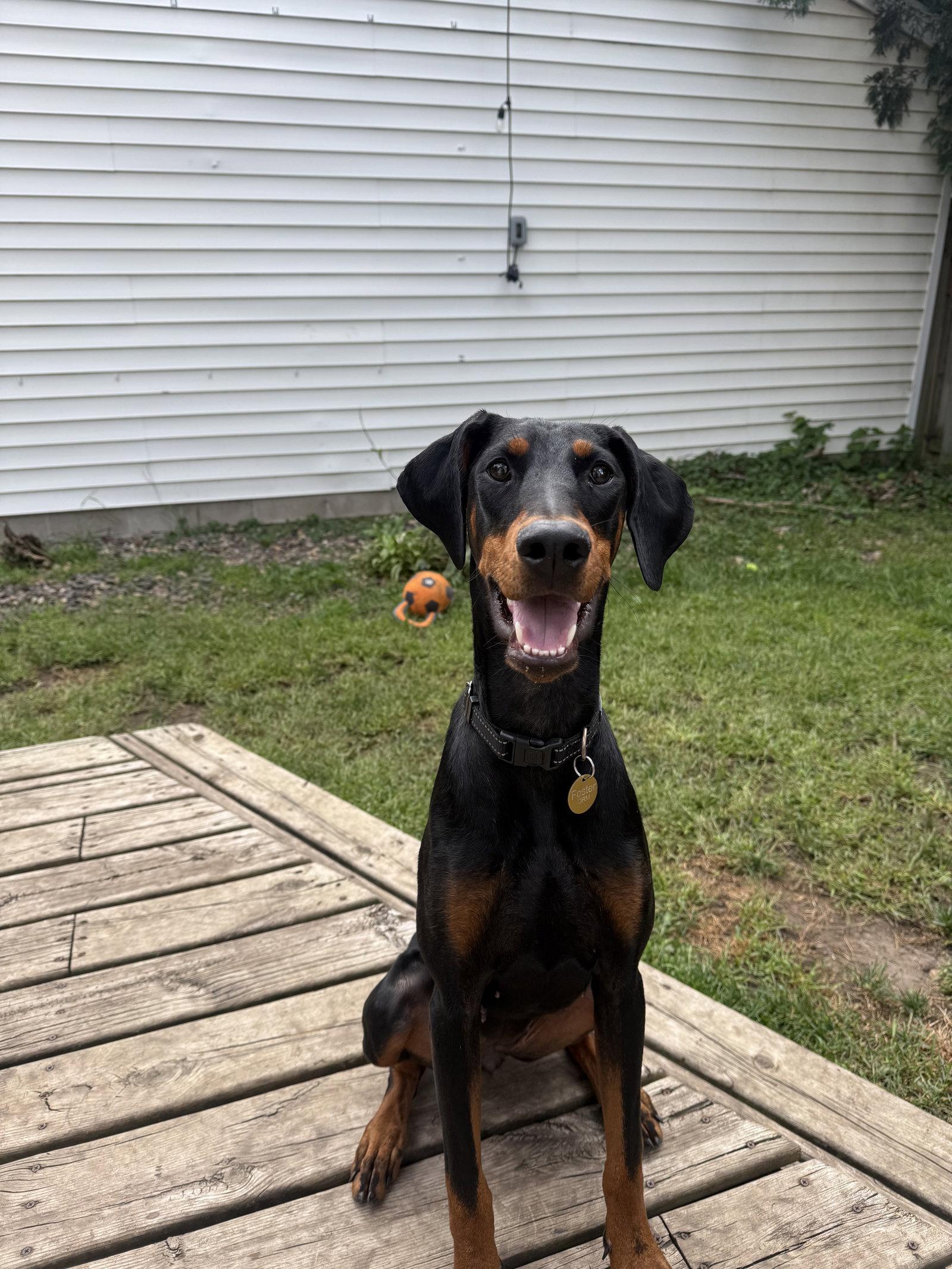 Pearl, Adopted, Young Female Doberman Pinscher.