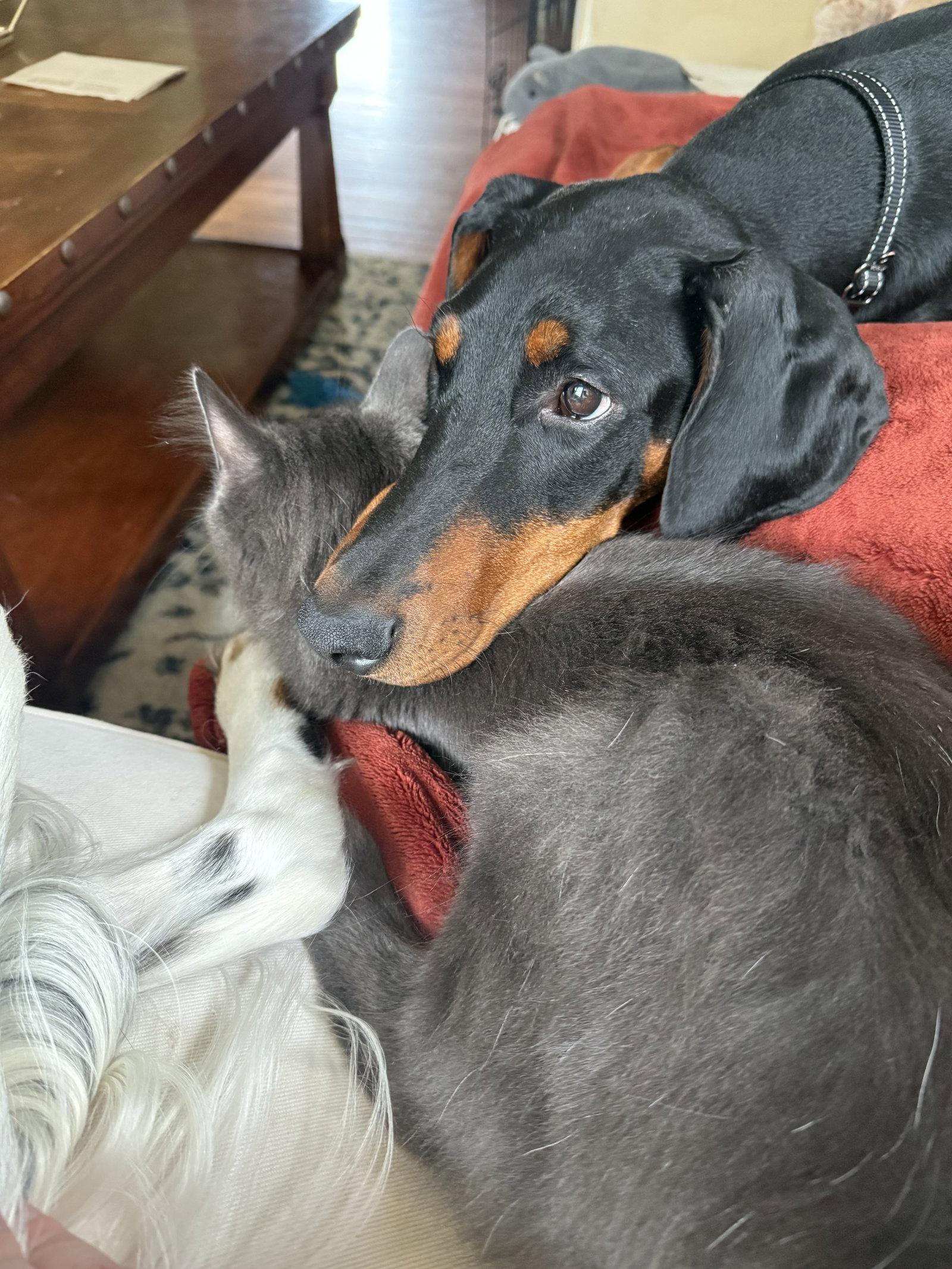 Enlarge Pearl, a Adopted Doberman Pinscher in Minneapolis, MN image 2/3