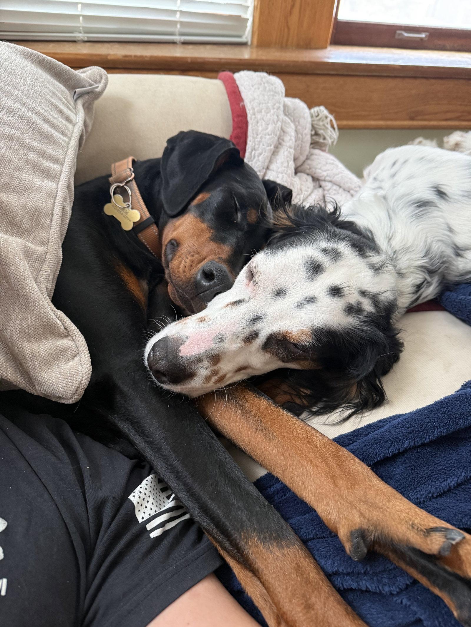 Enlarge Pearl, a Adopted Doberman Pinscher in Minneapolis, MN image 3/3