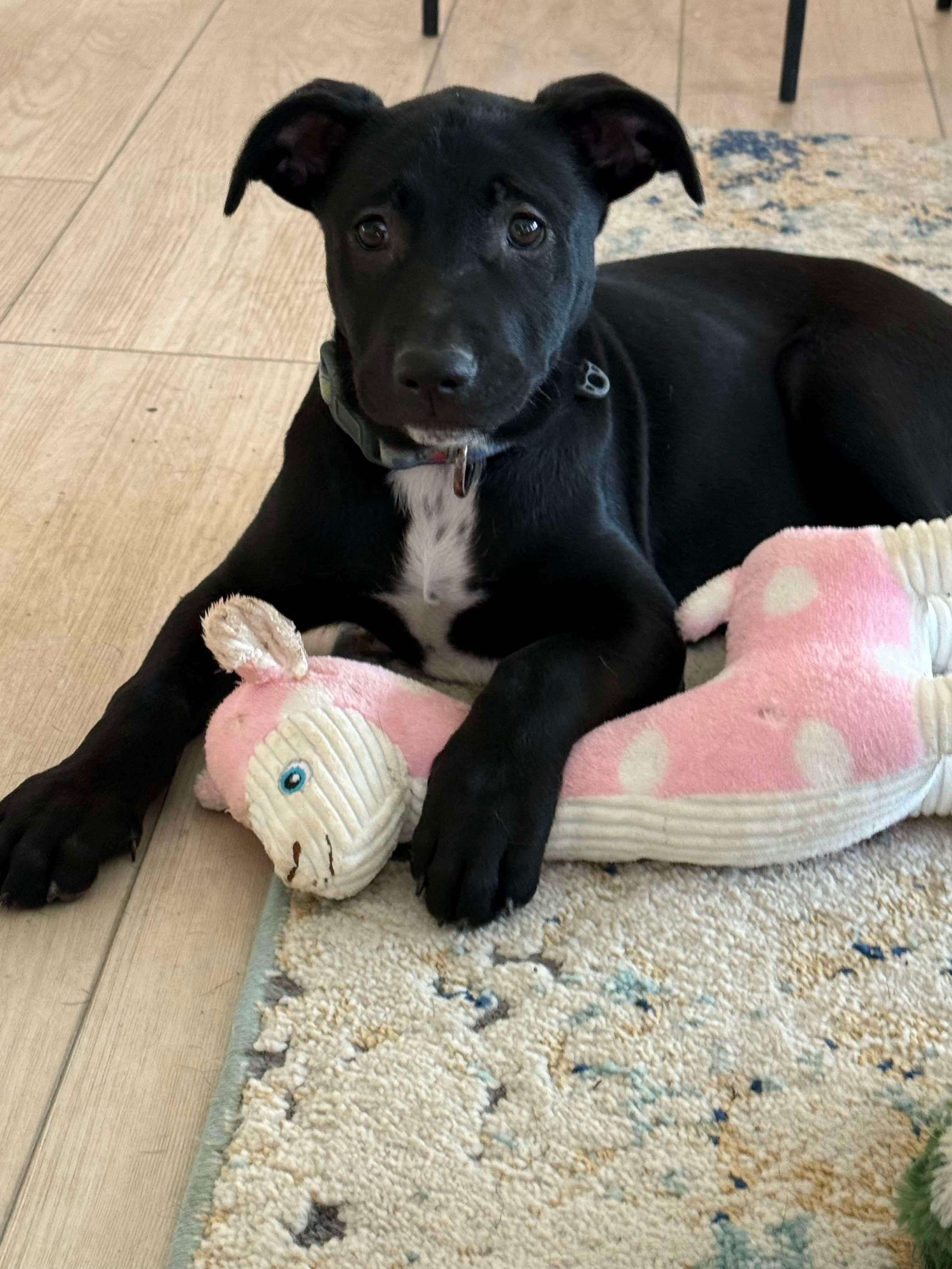 Enlarge Sophie, an adopted mixed breed in Bromley, KY image 3/5