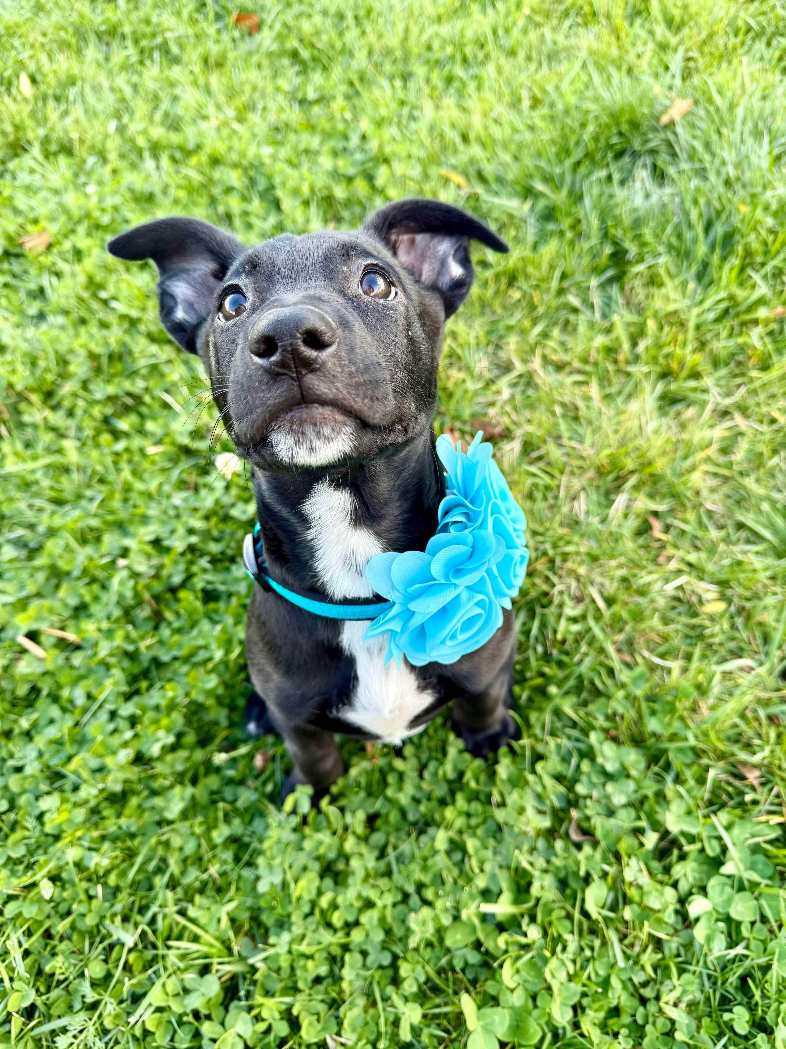 Enlarge Sophie, an adopted mixed breed in Bromley, KY image 2/5