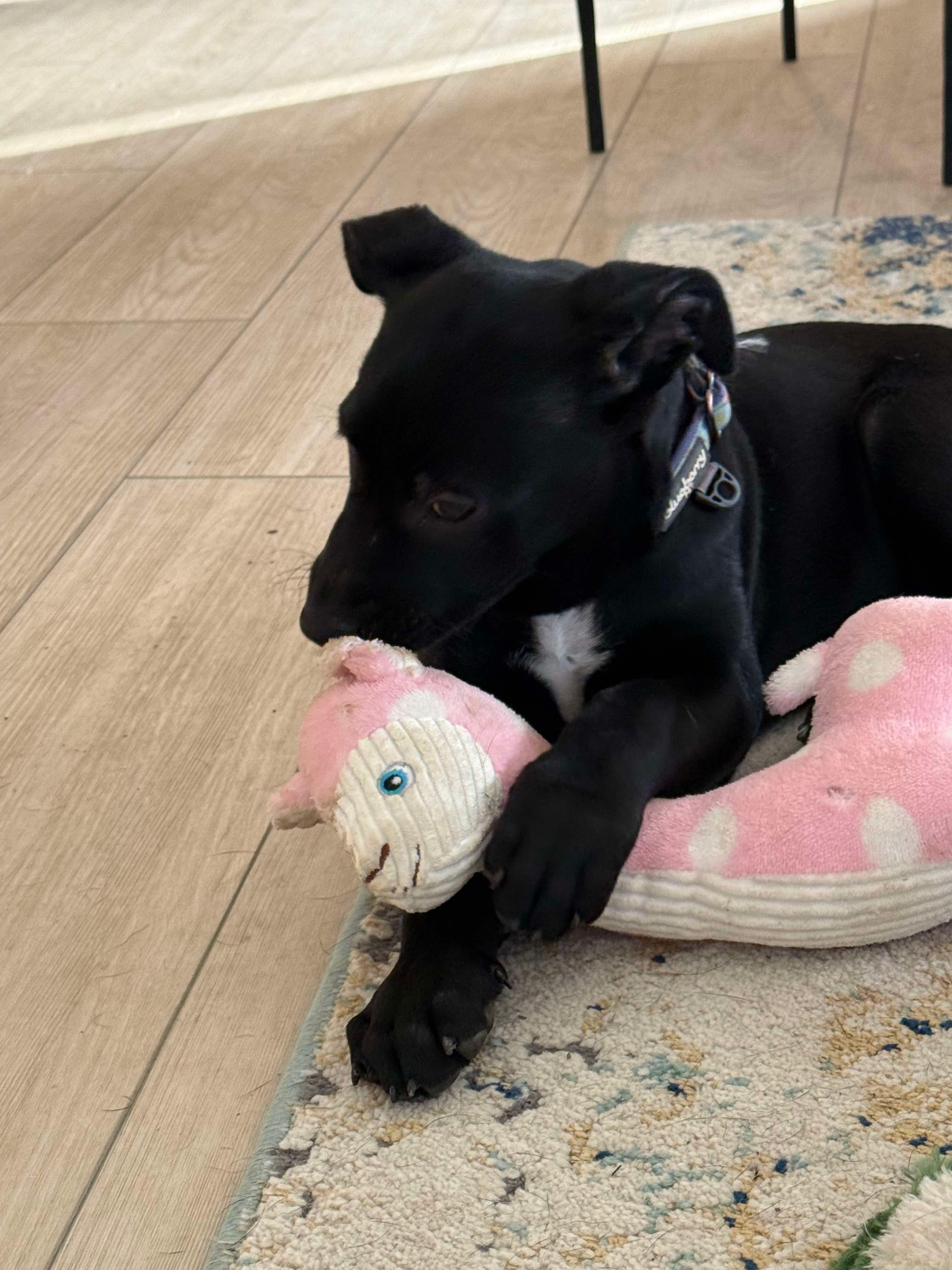 Enlarge Sophie, an adopted mixed breed in Bromley, KY image 4/5