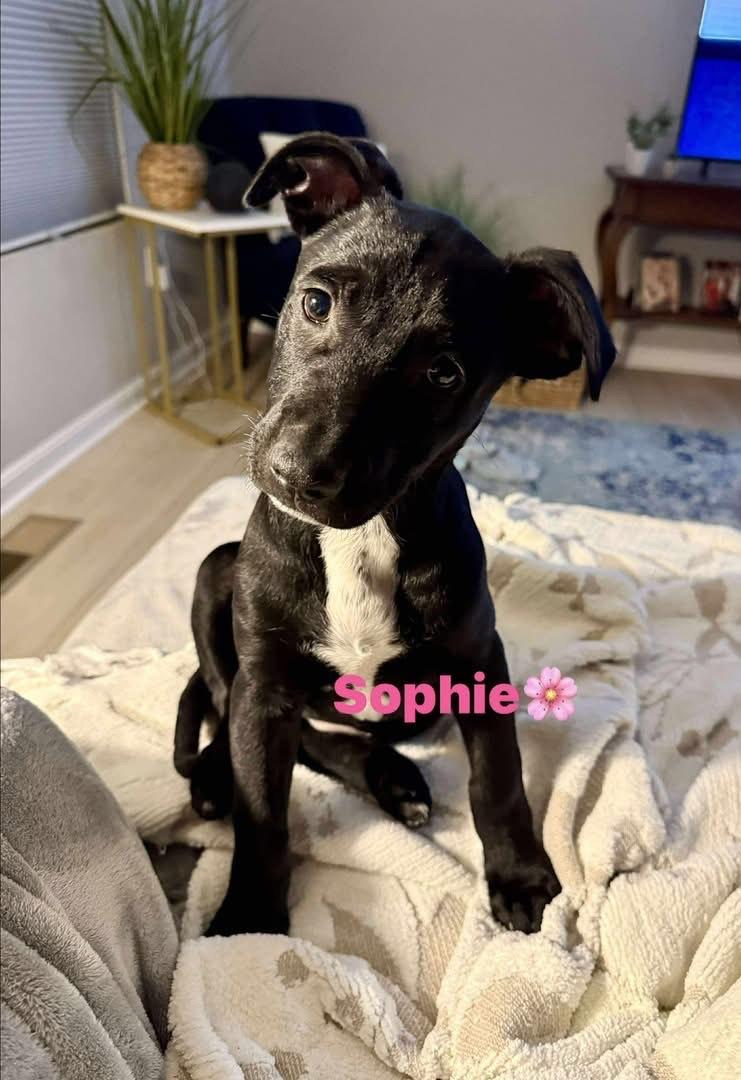 Enlarge Sophie, an adopted mixed breed in Bromley, KY image 5/5