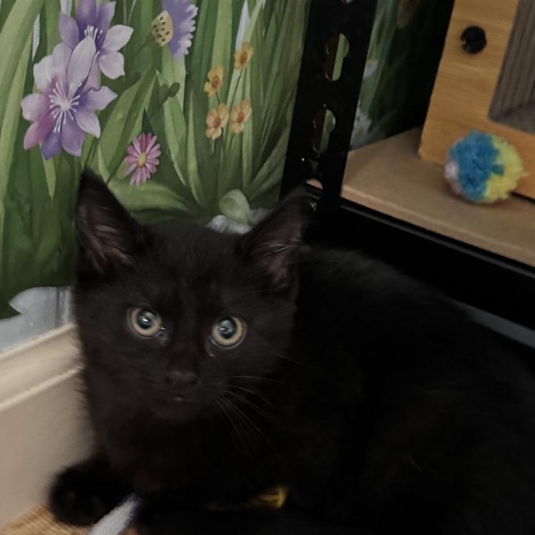 Trinity, Adoptable, Kitten Female Domestic Short Hair.