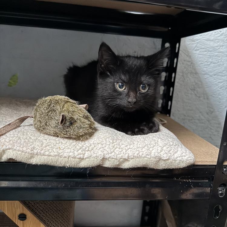 Trinity, a Adoptable Domestic Short Hair in Richland, MI image 2/5