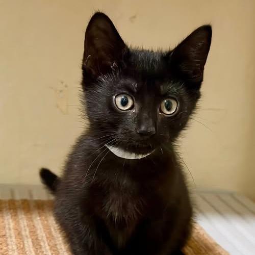 Trinity, a Adoptable Domestic Short Hair in Richland, MI image 3/5