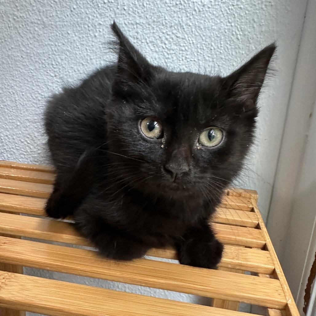 Trinity, a Adoptable Domestic Short Hair in Richland, MI image 4/5