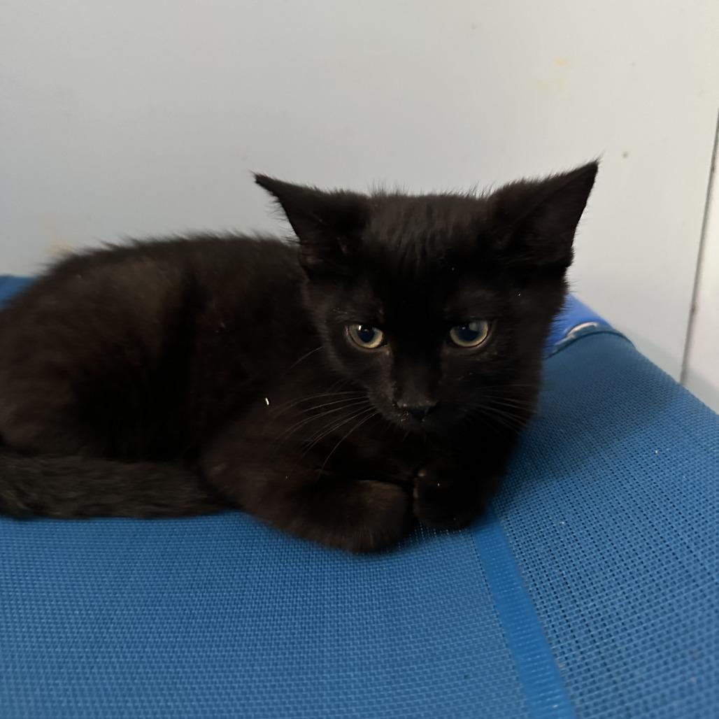 Trinity, a Adoptable Domestic Short Hair in Richland, MI image 5/5