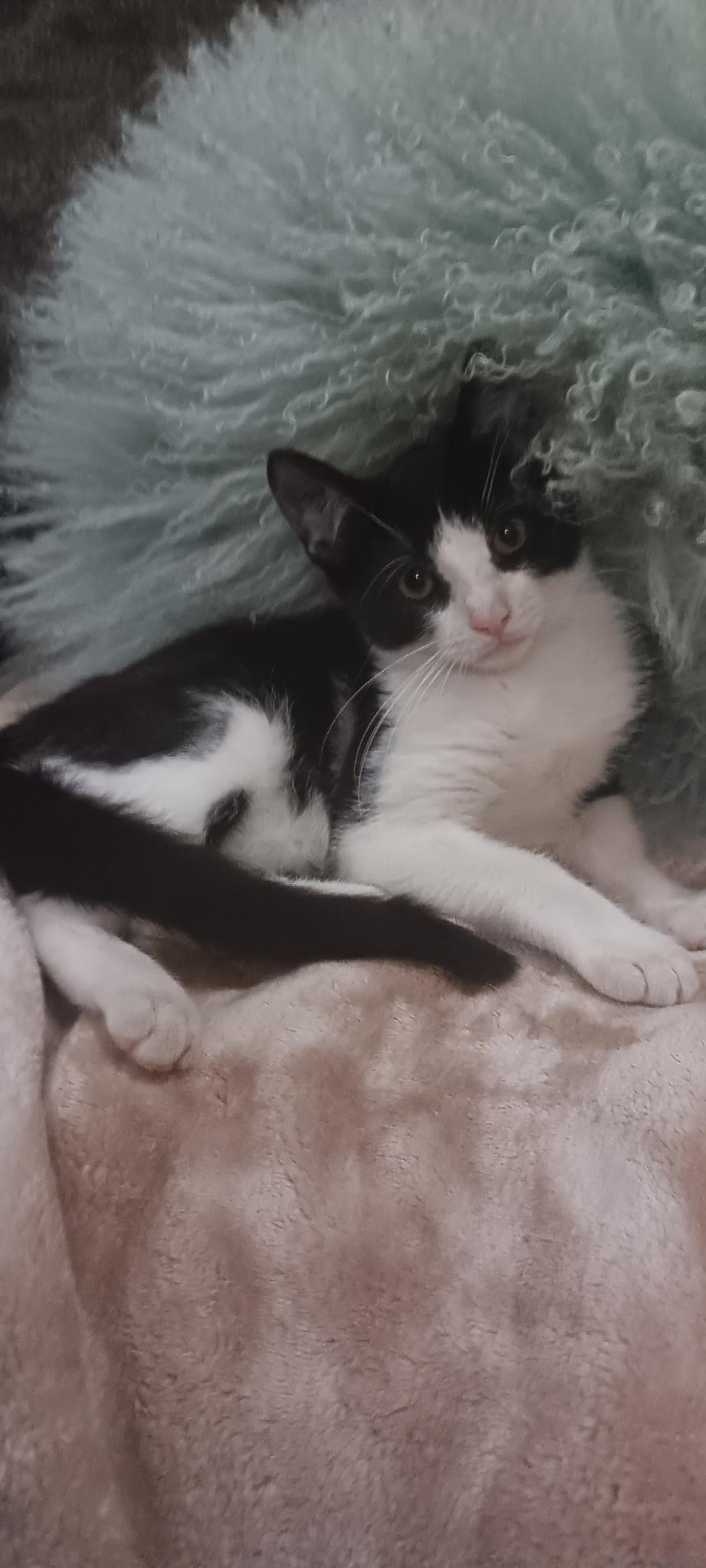 Enlarge Dolce, a Adoptable Domestic Short Hair in Palisades Park, NJ image 1/2