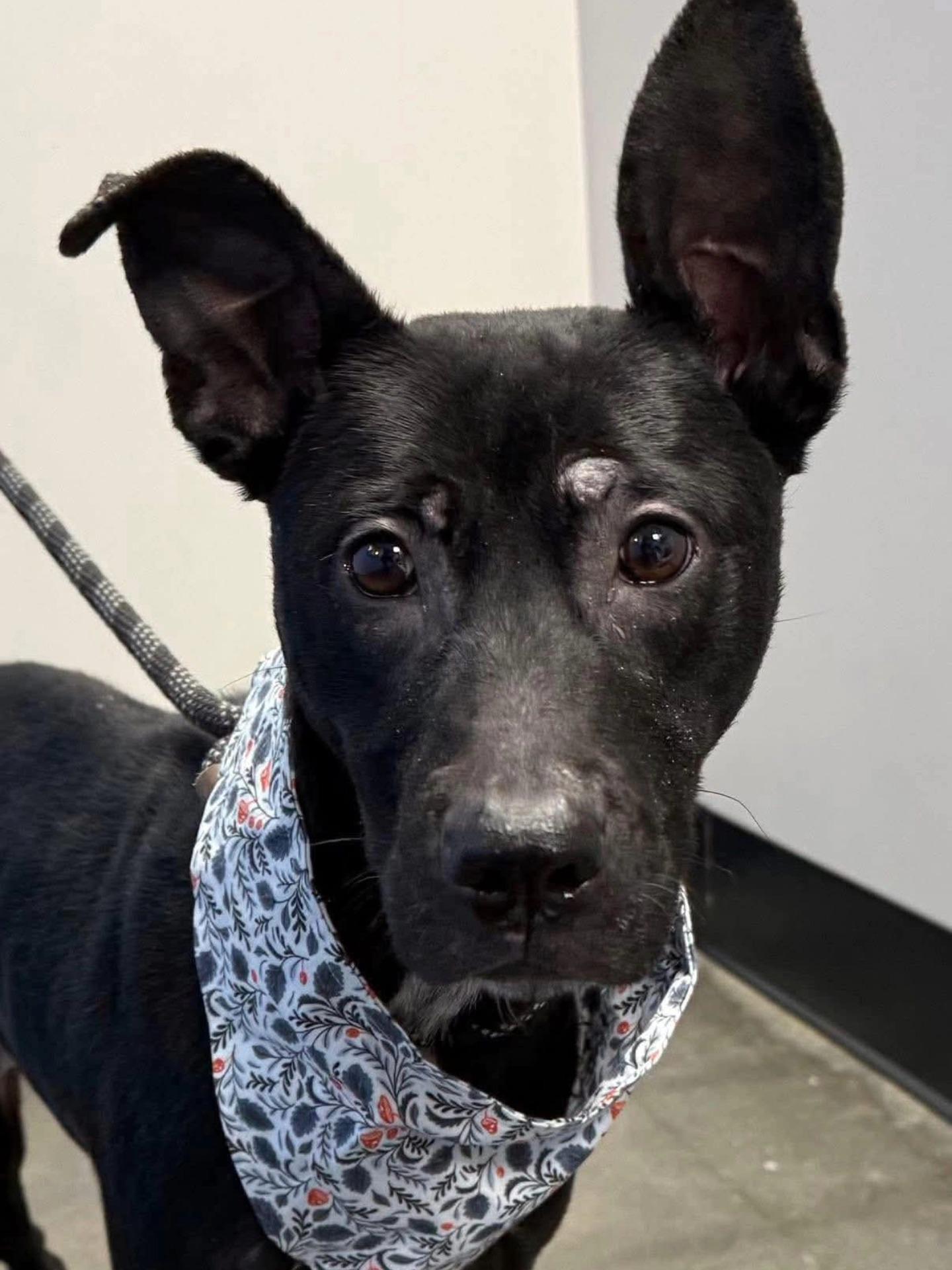 Bindi, ADOPTABLE, Young Female Black Labrador Retriever & Dutch Shepherd.