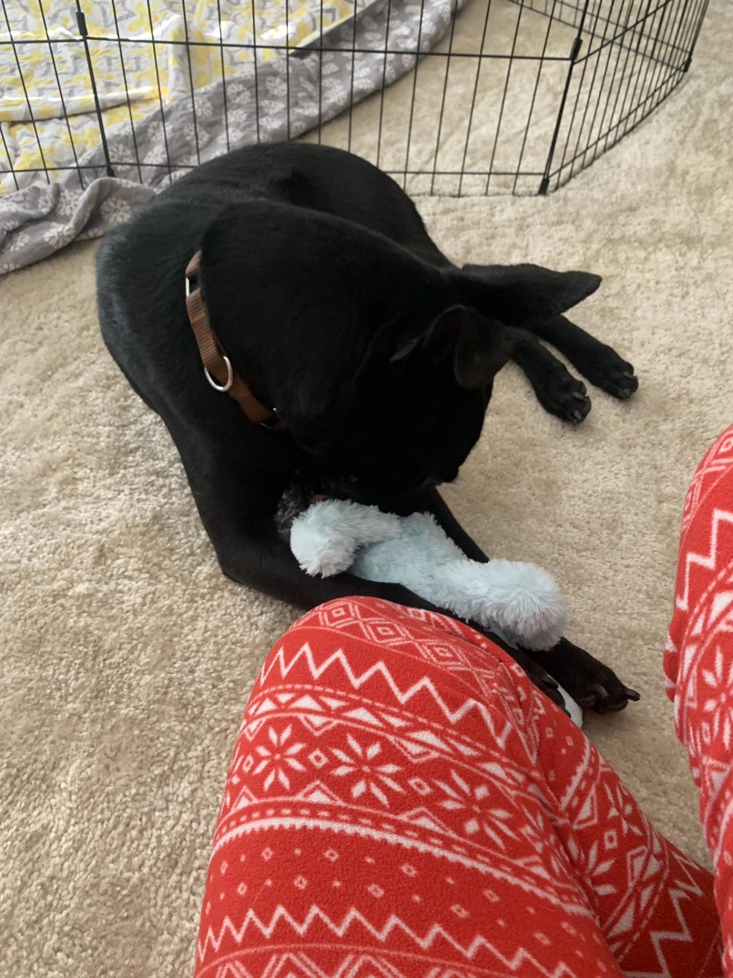 Bindi, ADOPTABLE, Young Female Black Labrador Retriever & Dutch Shepherd.