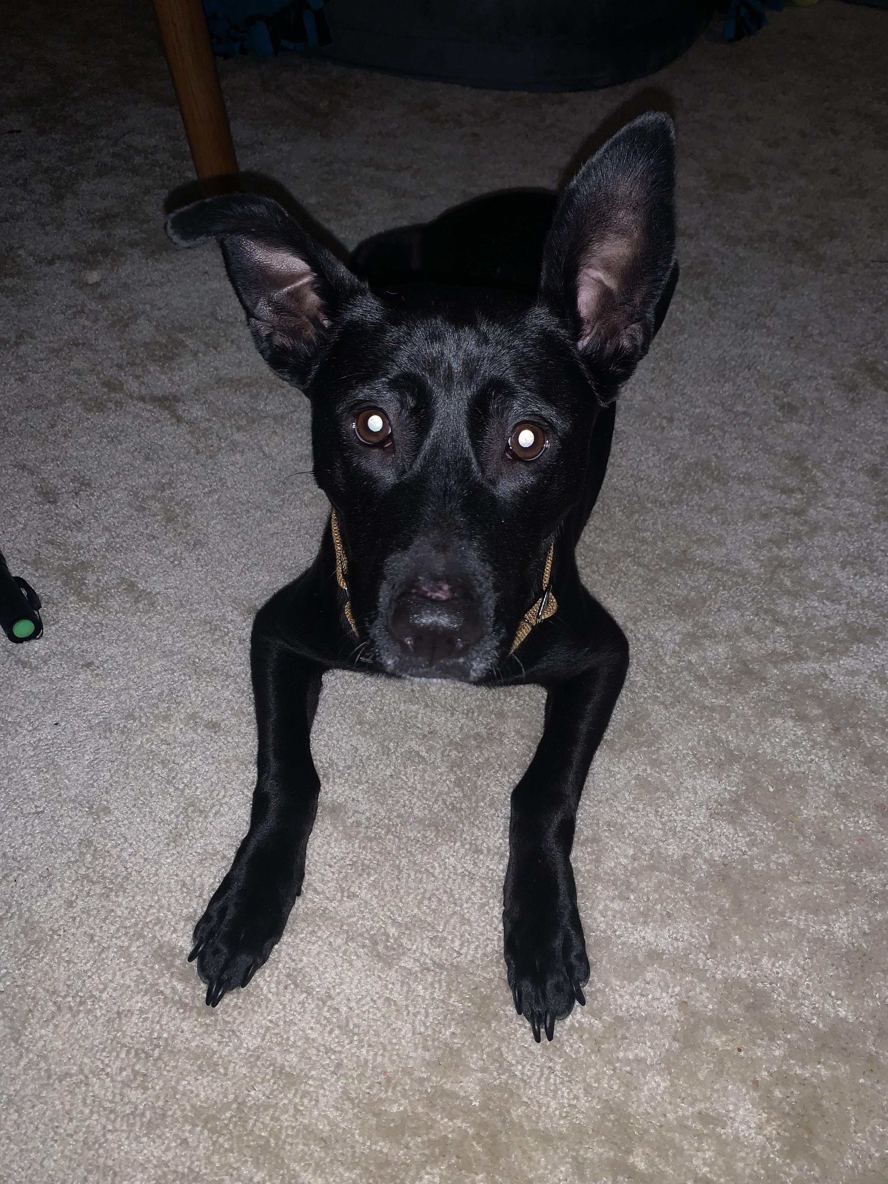 Bindi, ADOPTABLE, Young Female Black Labrador Retriever & Dutch Shepherd.