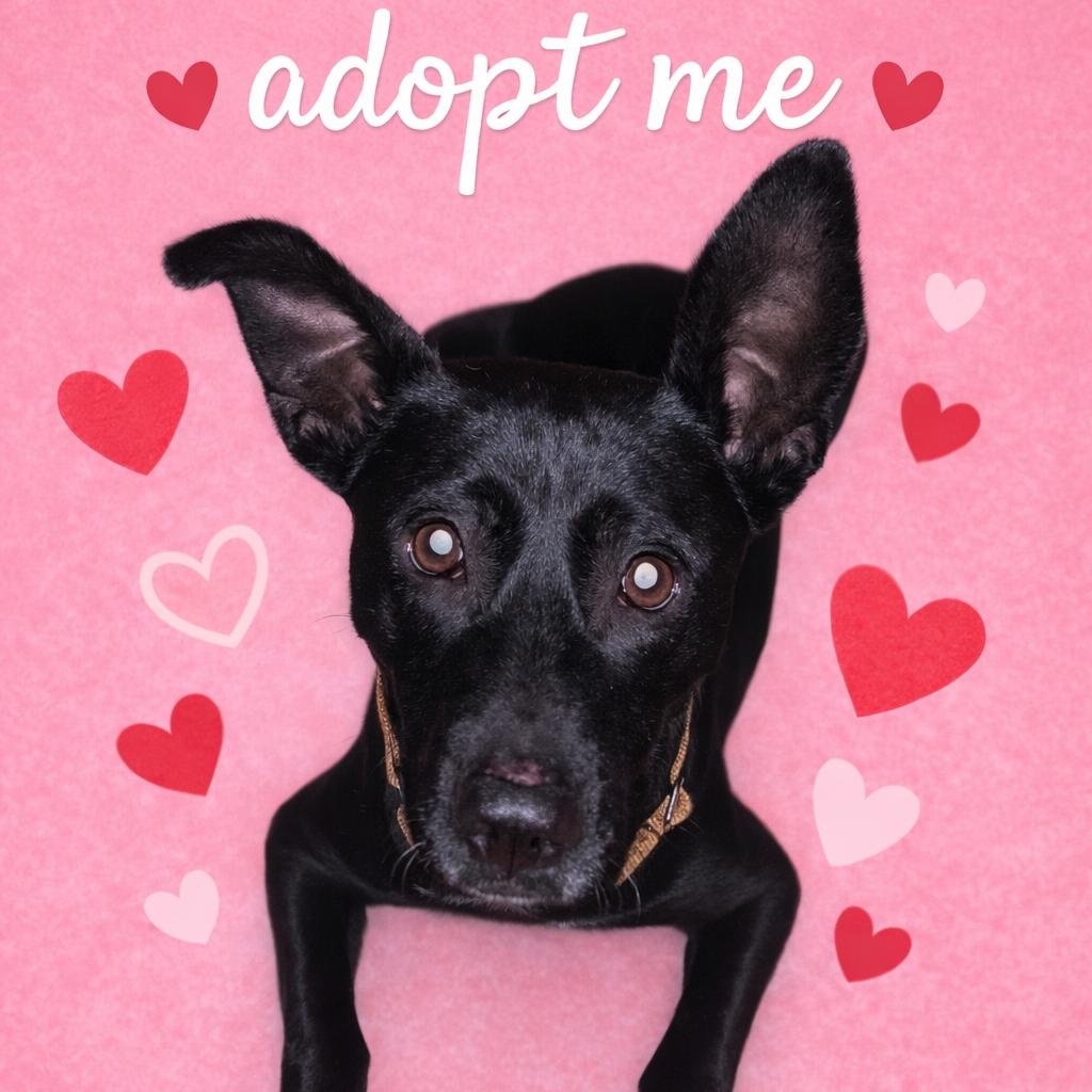 Bindi, ADOPTABLE, Young Female Black Labrador Retriever & Dutch Shepherd.