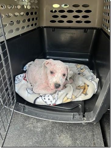Dove little Baby Found on Street 10 weeks by herself in our care now