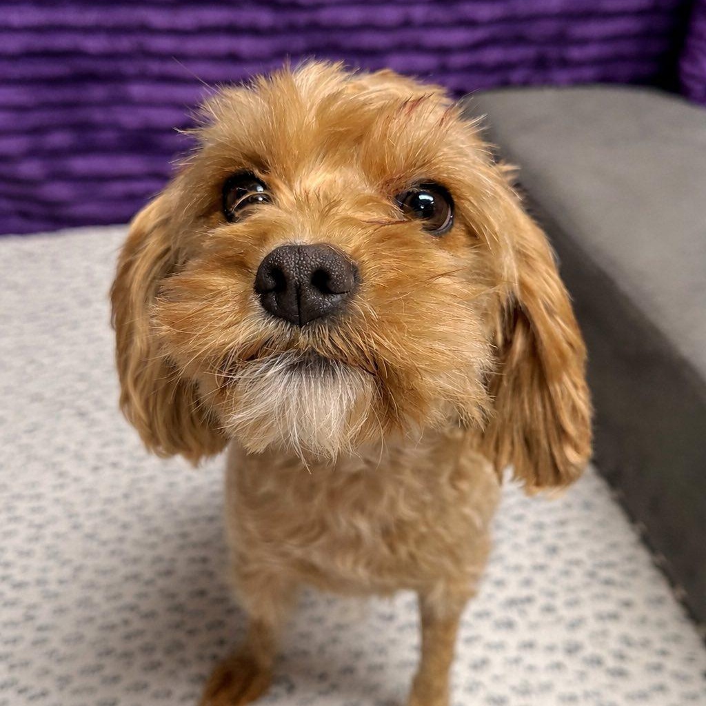 Enlarge Pearl - Home Visit in Process, an adopted Cavapoo in Hartland, WI image 1/1