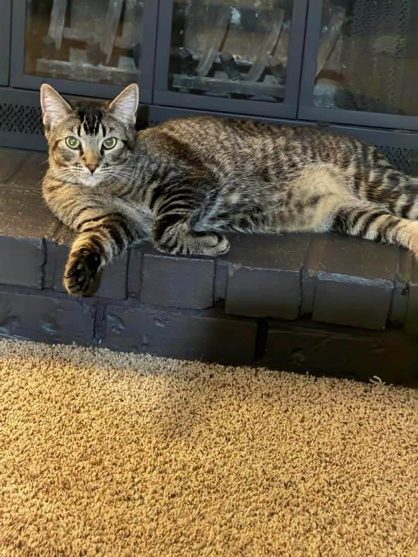 Gash, Adoptable, Young Male Tabby & Domestic Short Hair.