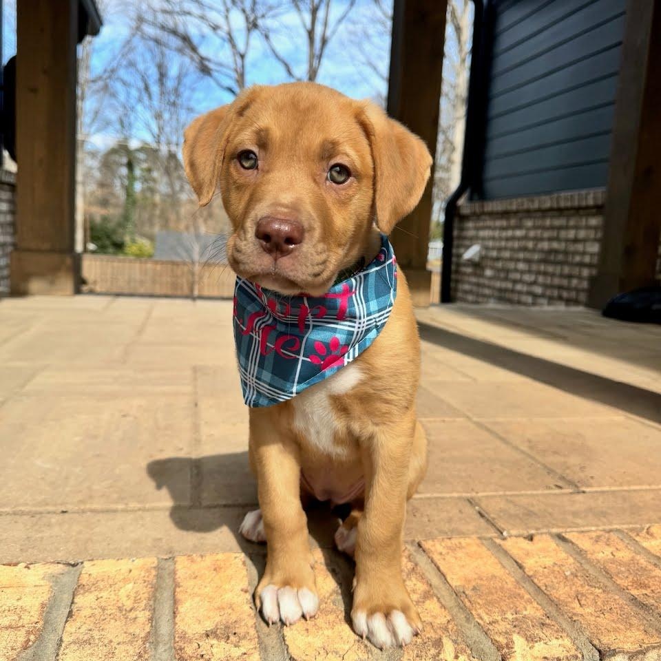 Maude, ADOPTABLE, Puppy Female American Staffordshire Terrier & Pit Bull Terrier.