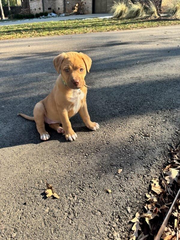 Enlarge Maude, a ADOPTABLE mixed breed in Concord, NC image 4/6