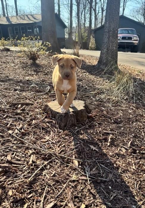 Enlarge Maude, a ADOPTABLE mixed breed in Concord, NC image 5/6