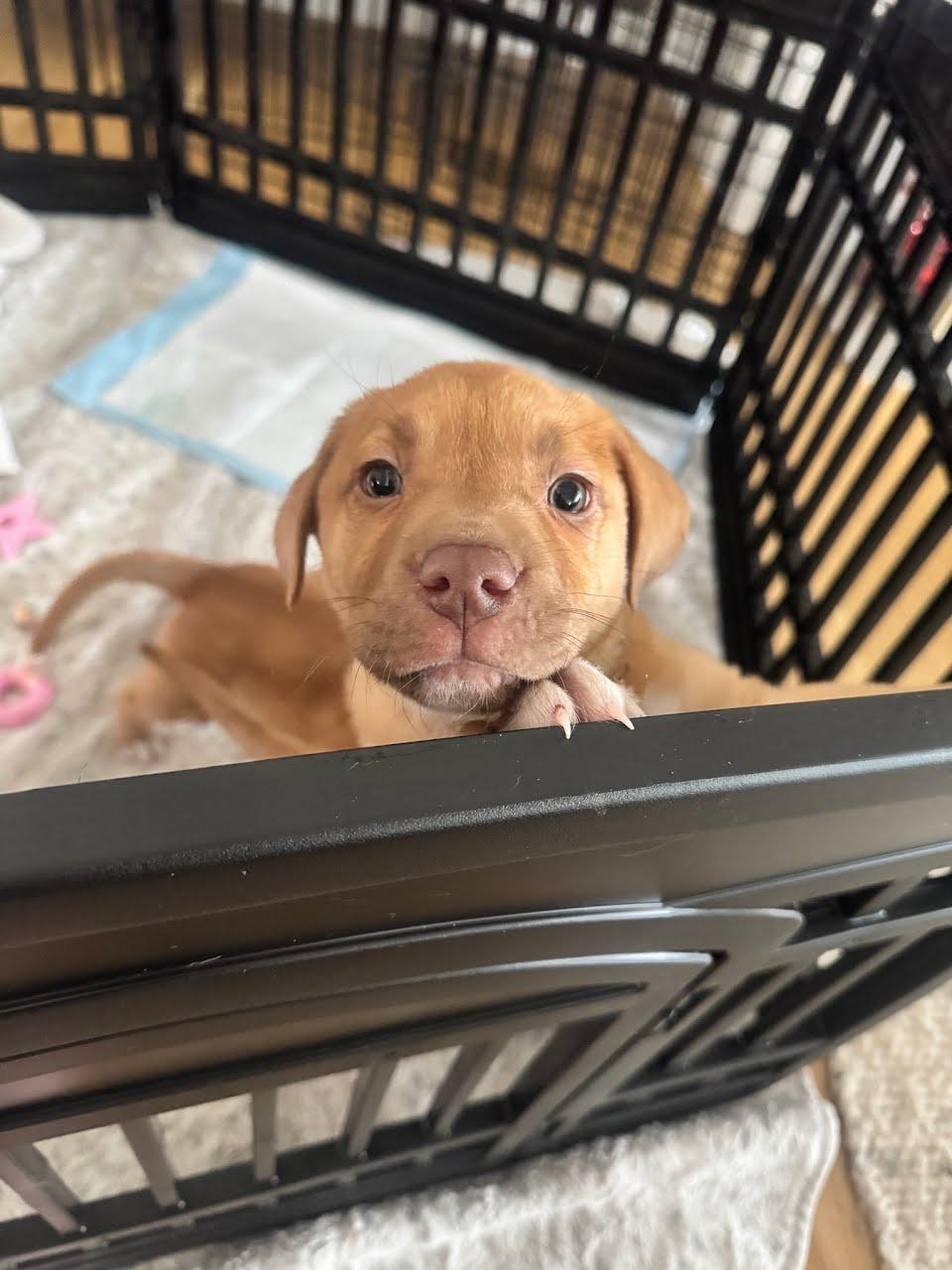 Enlarge Maude, a ADOPTABLE mixed breed in Concord, NC image 3/6