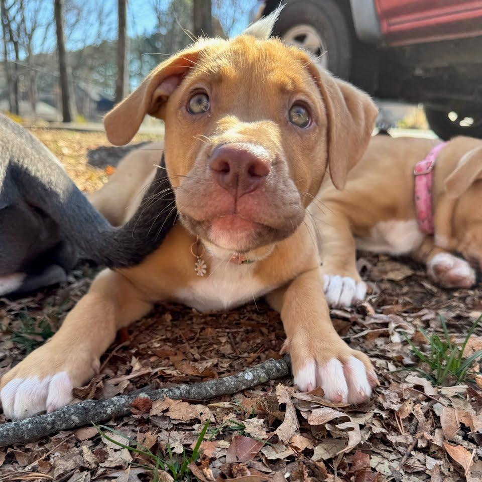 Enlarge Maude, a ADOPTABLE mixed breed in Concord, NC image 2/6