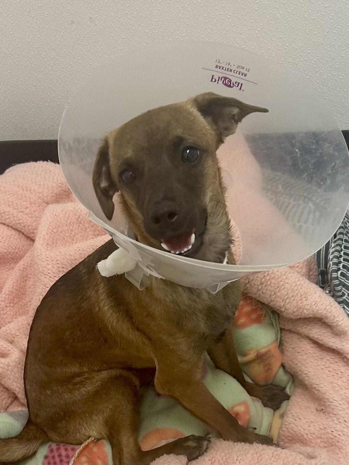 Mars, an adoptable Chiweenie in Lake Havasu City, AZ, 86406 | Photo Image 1