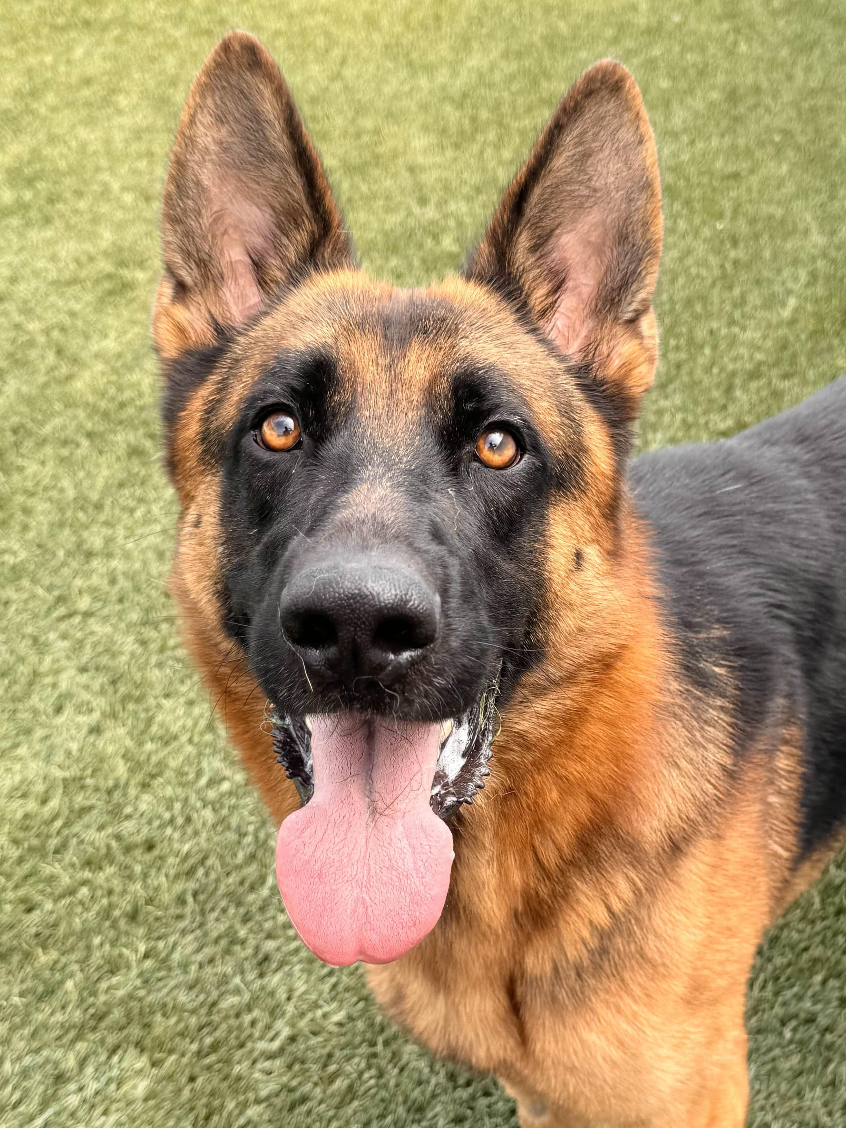 Jake, a Adoptable German Shepherd Dog in Newport Beach, CA image 3/4