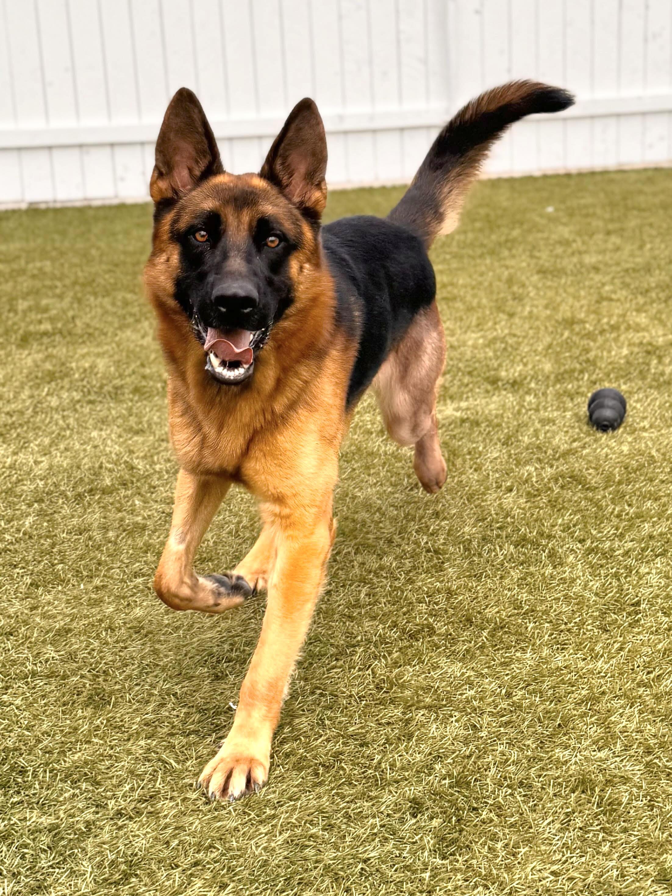 Jake, Adoptable, Young Male German Shepherd Dog.