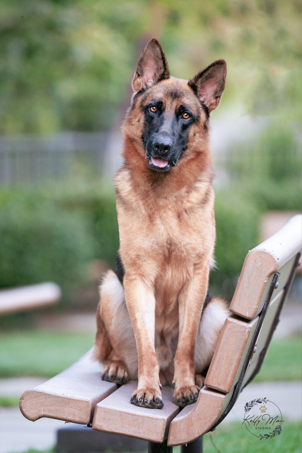 Jake, a Adoptable German Shepherd Dog in Newport Beach, CA image 4/4