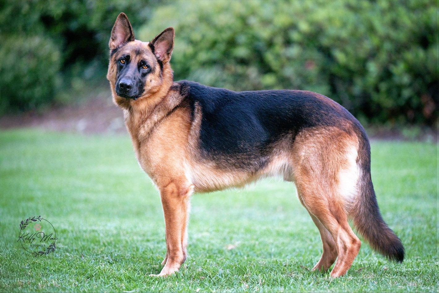 Jake, a Adoptable German Shepherd Dog in Newport Beach, CA image 2/4