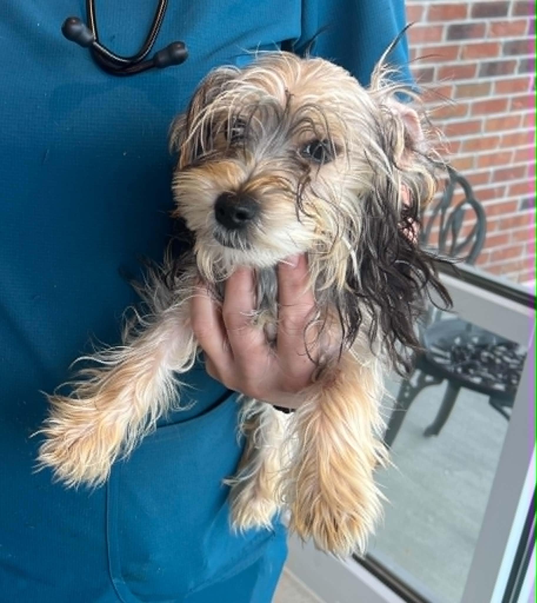 Barney, adoptable, Puppy Male Yorkshire Terrier.