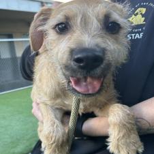 Enlarge Muppet, a Adoptable mixed breed in Eureka, CA image 1/1