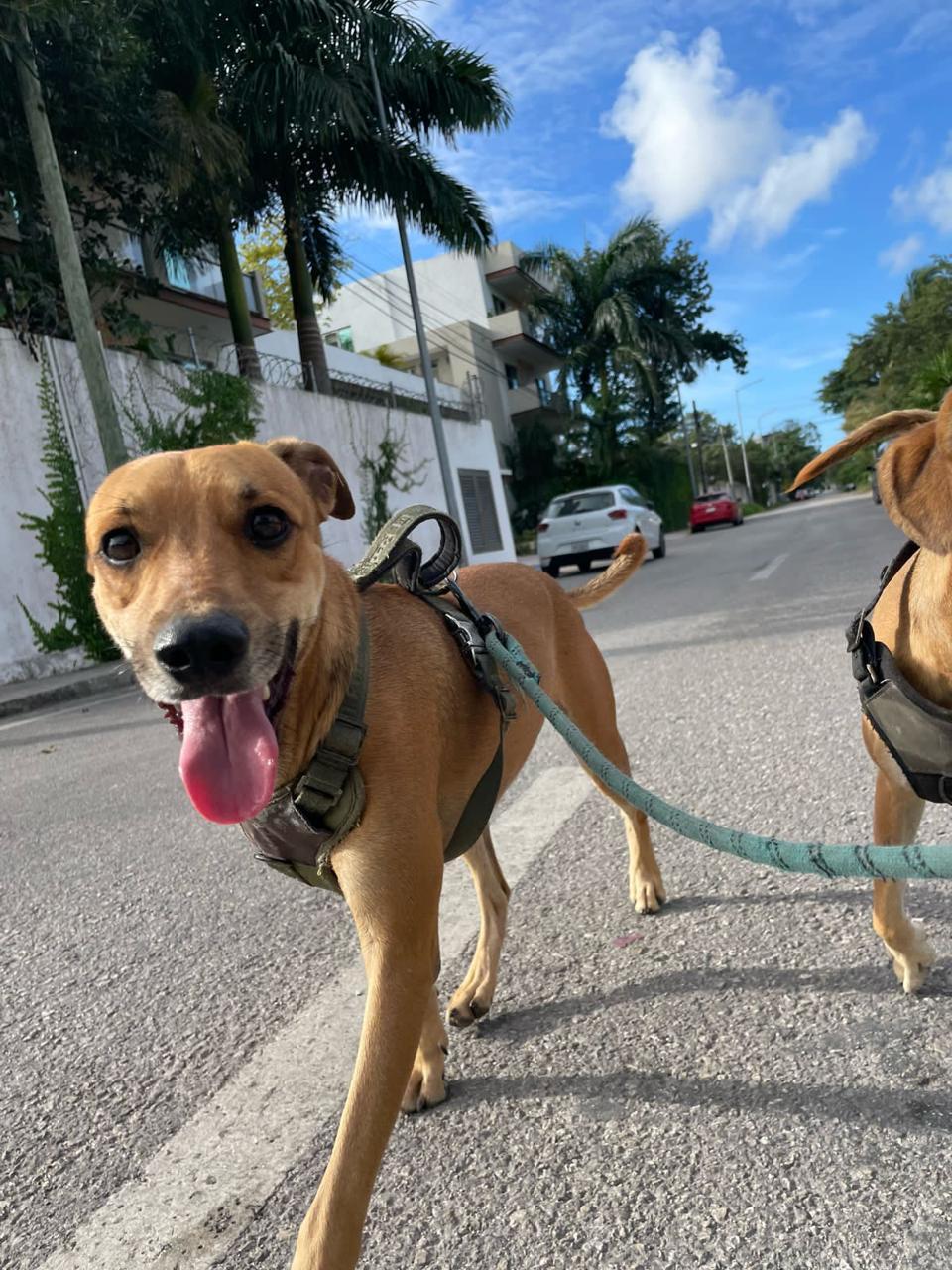 Enlarge Puce, a Adopted mixed breed in North Vancouver, BC image 4/5