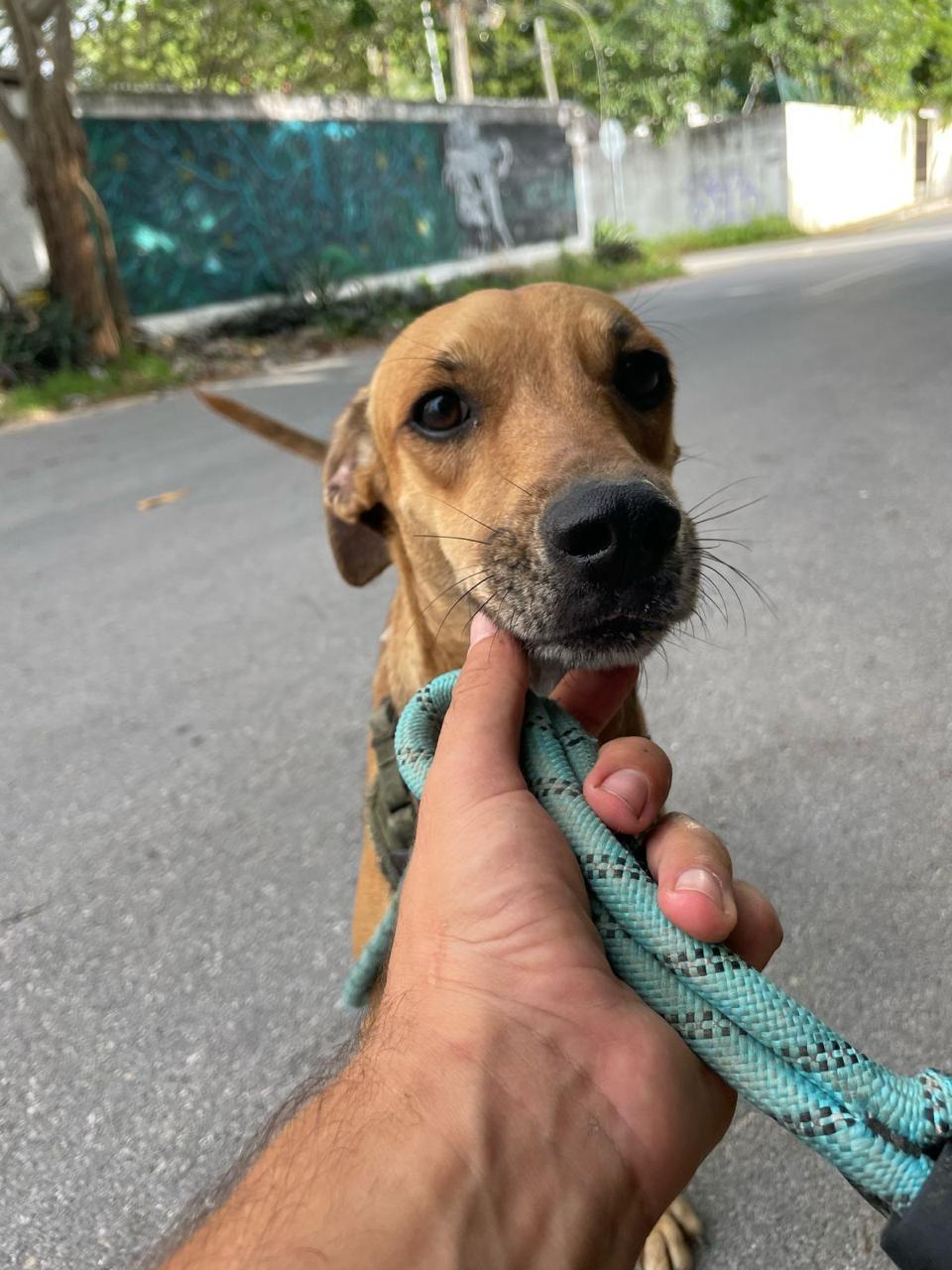 Enlarge Puce, a Adopted mixed breed in North Vancouver, BC image 5/5