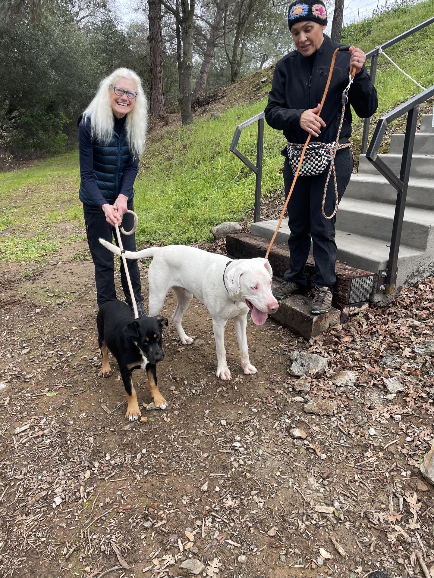 Enlarge Lupin 0124, a Adoptable mixed breed in Sonora, CA image 5/5