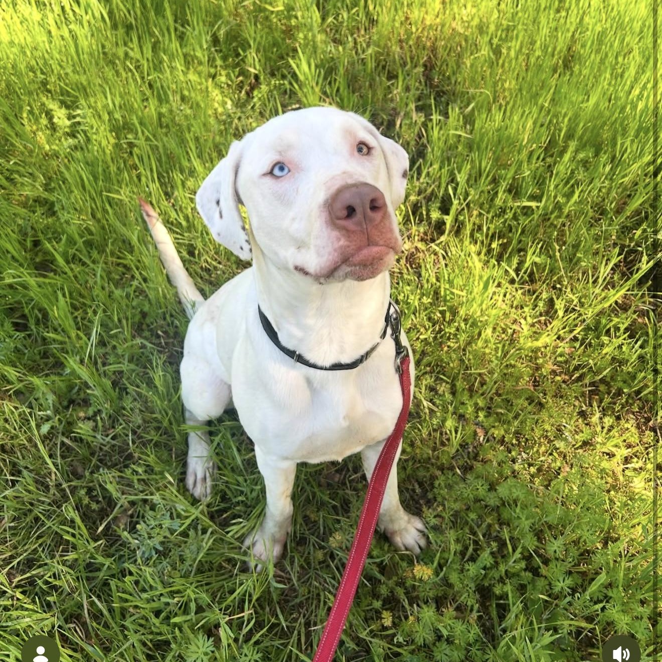 Lupin 0124, Adoptable, Young Male Dalmatian.