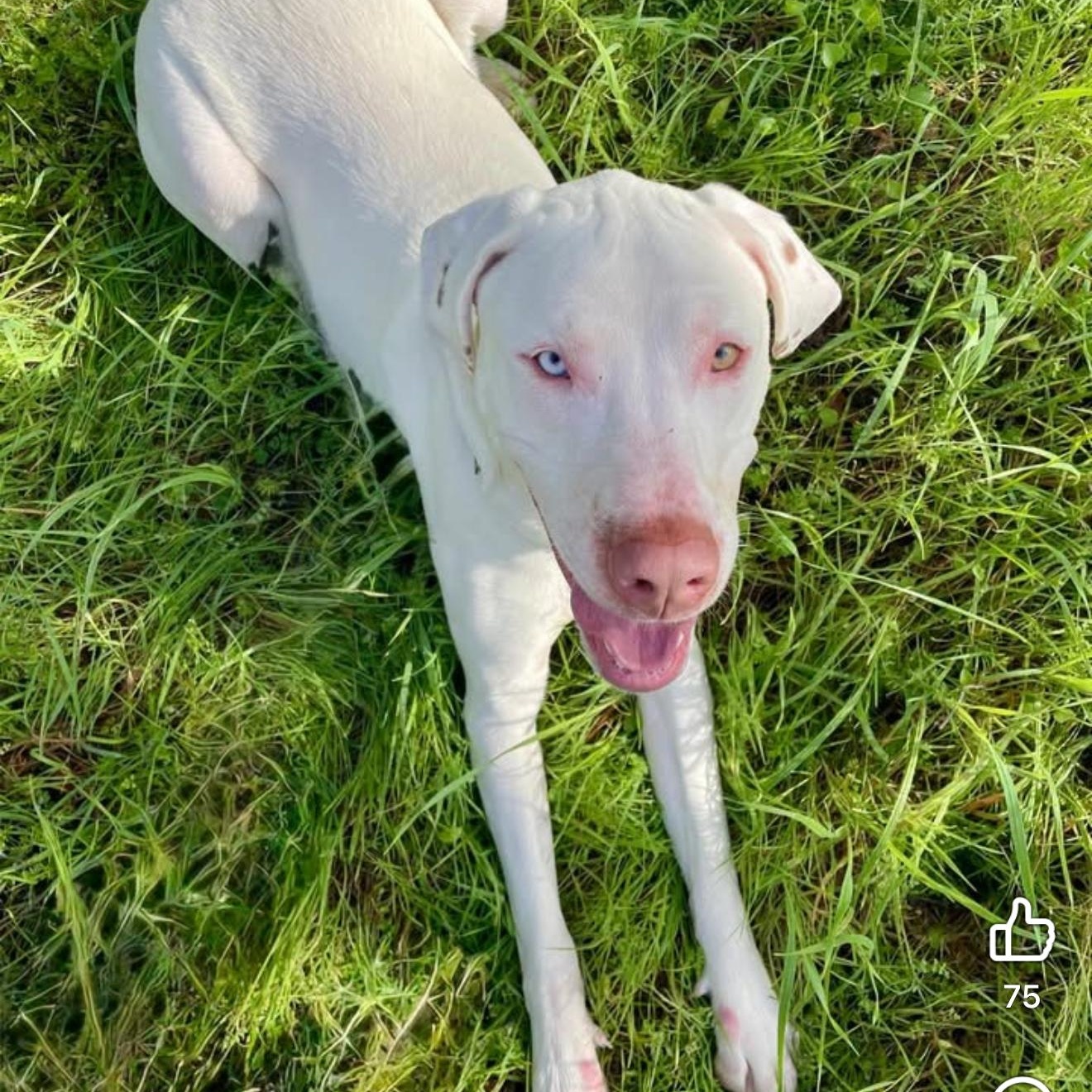 Enlarge Lupin 0124, a Adoptable mixed breed in Sonora, CA image 2/5