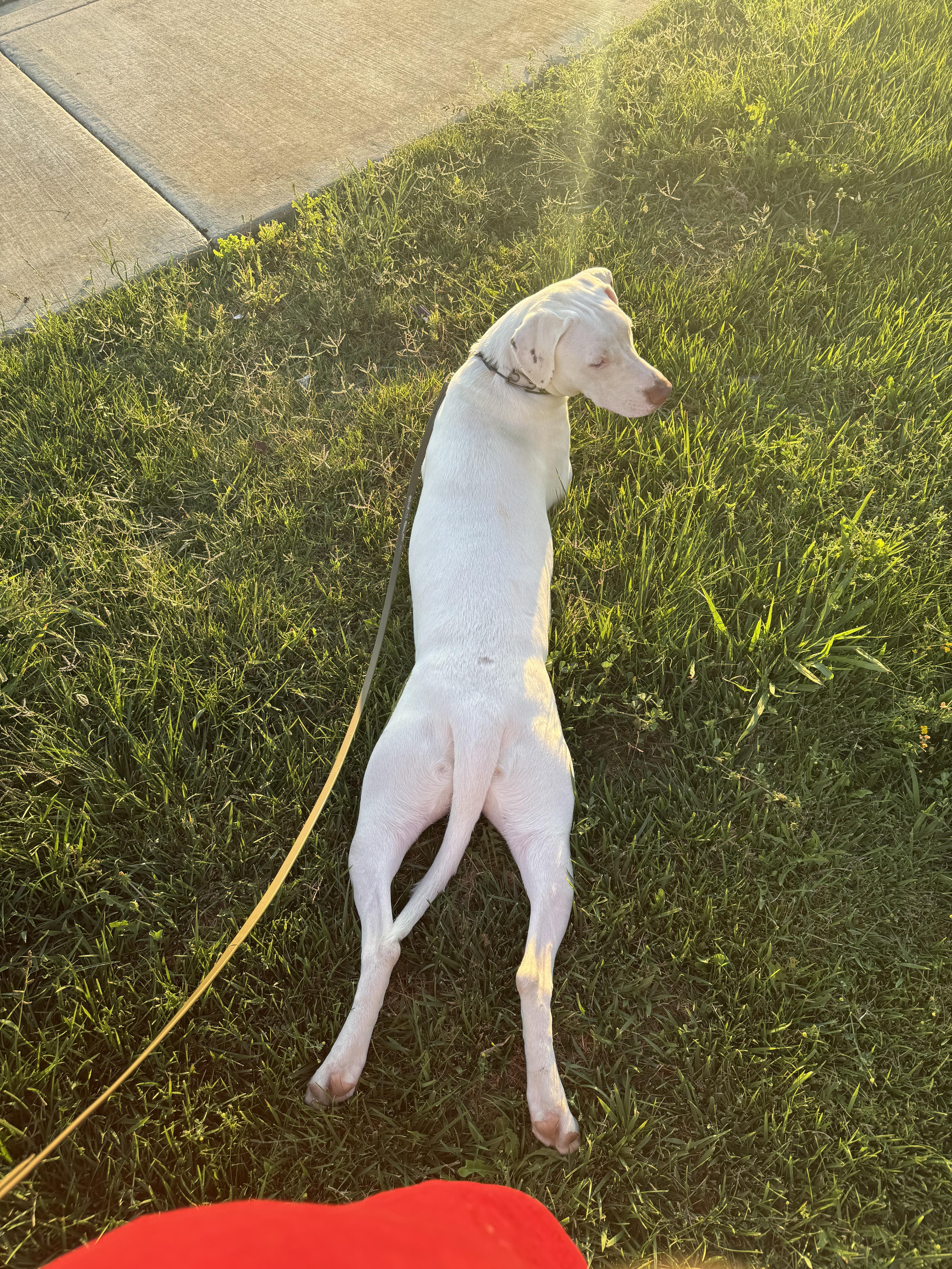 Loupin — thumbnail 2