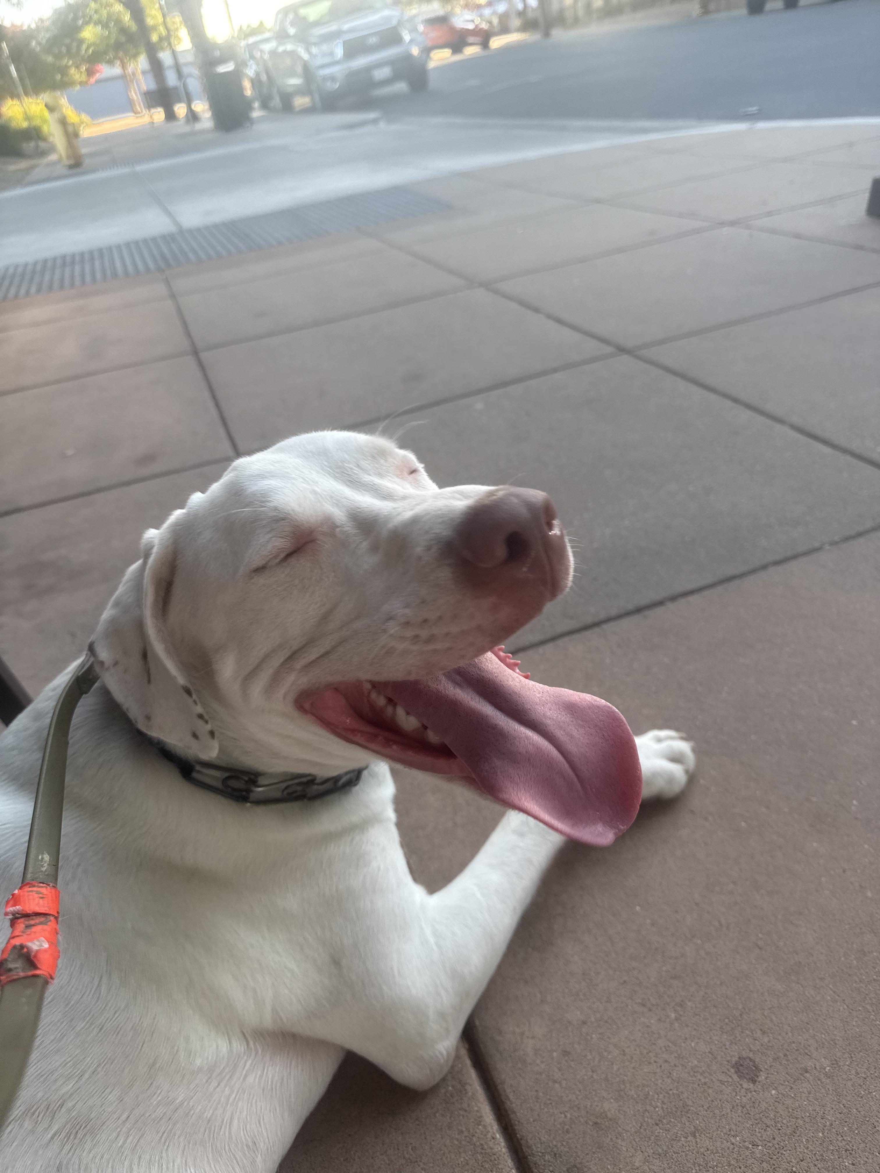 Loupin — thumbnail 3