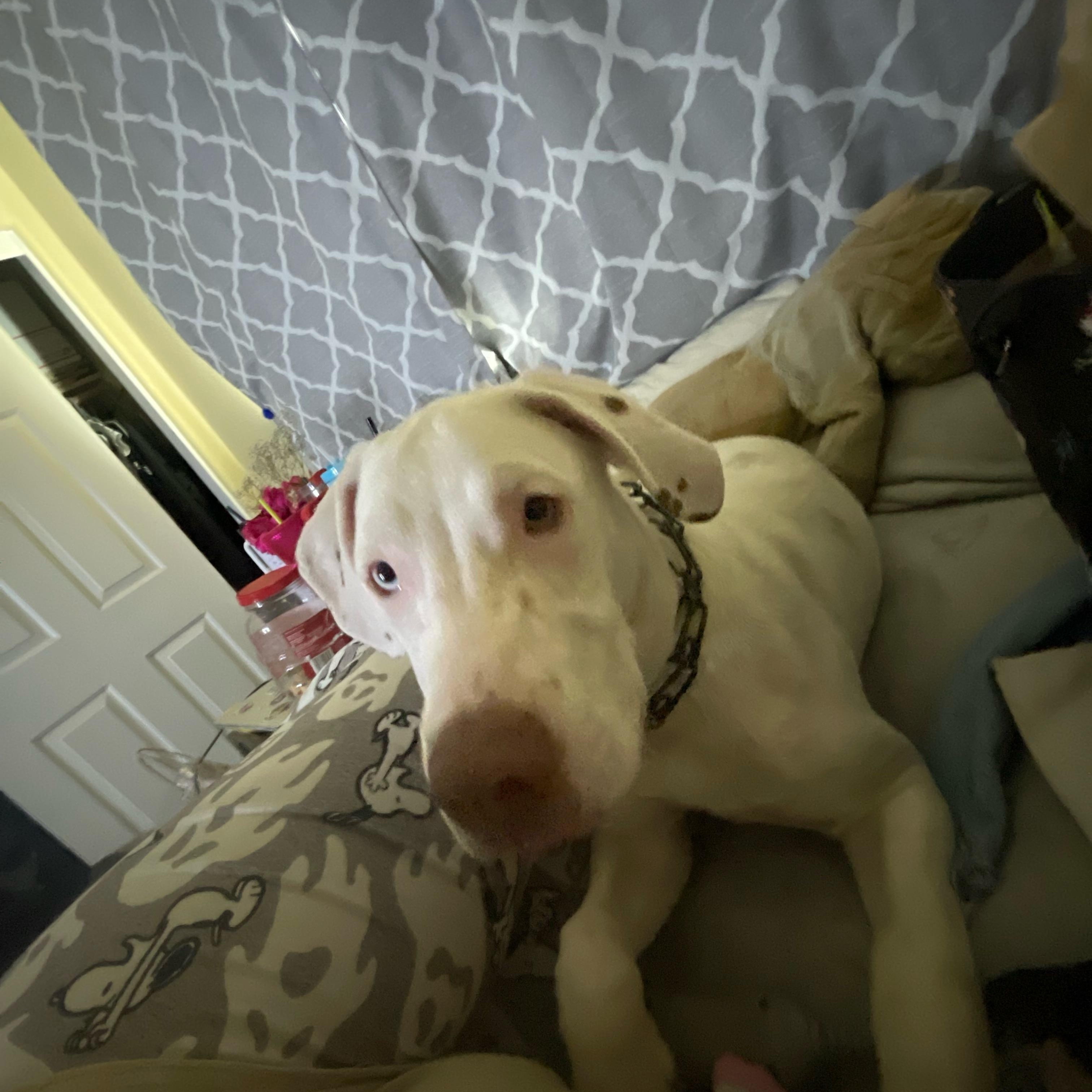 Loupin — thumbnail 4