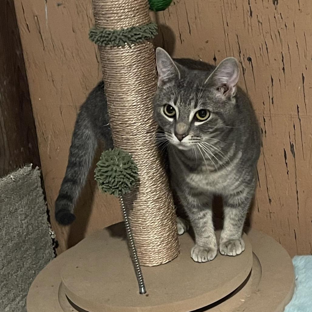 Enlarge Roxie, a Adoptable Domestic Short Hair in Los Angeles, CA image 1/2