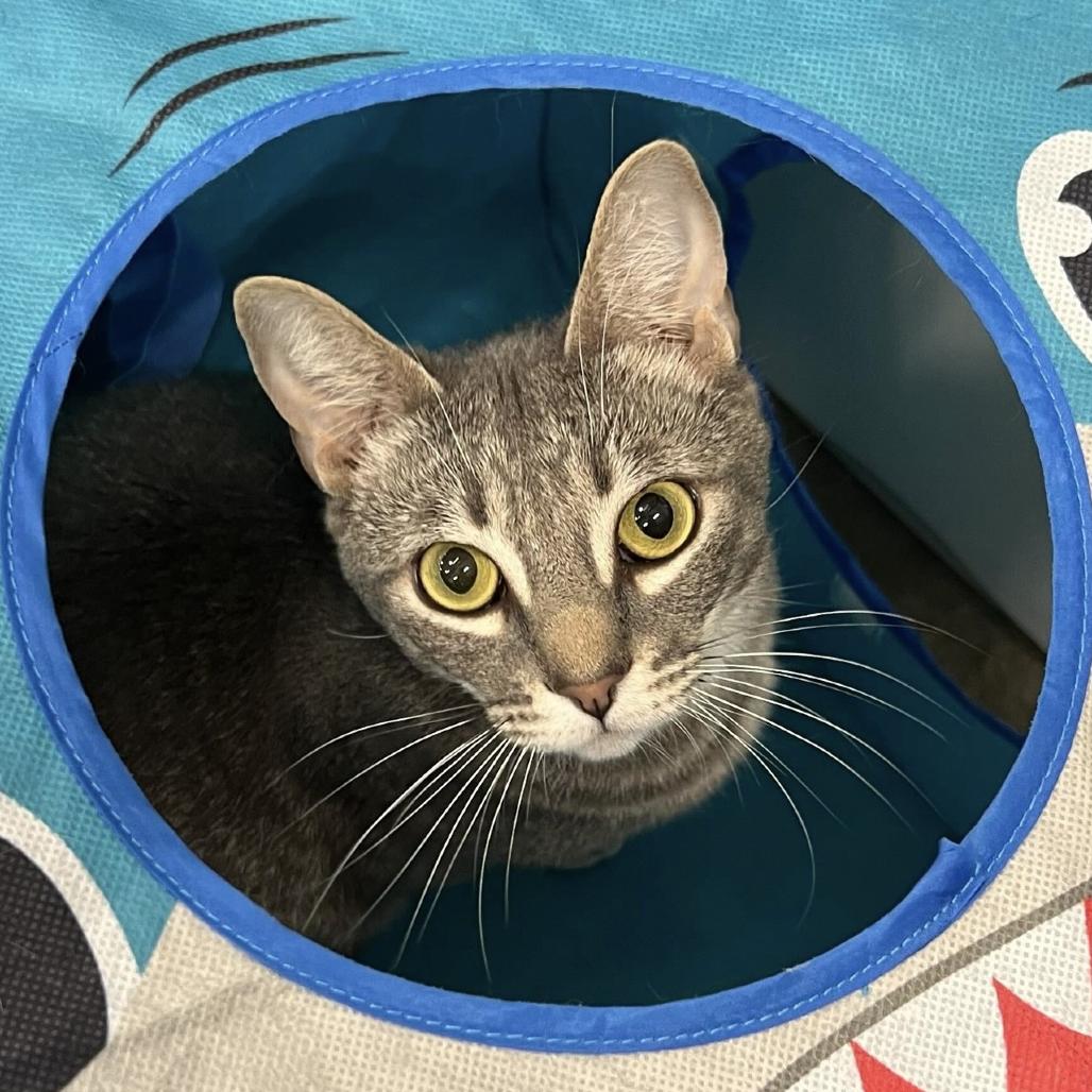 Enlarge Roxie, a Adoptable Domestic Short Hair in Los Angeles, CA image 2/2