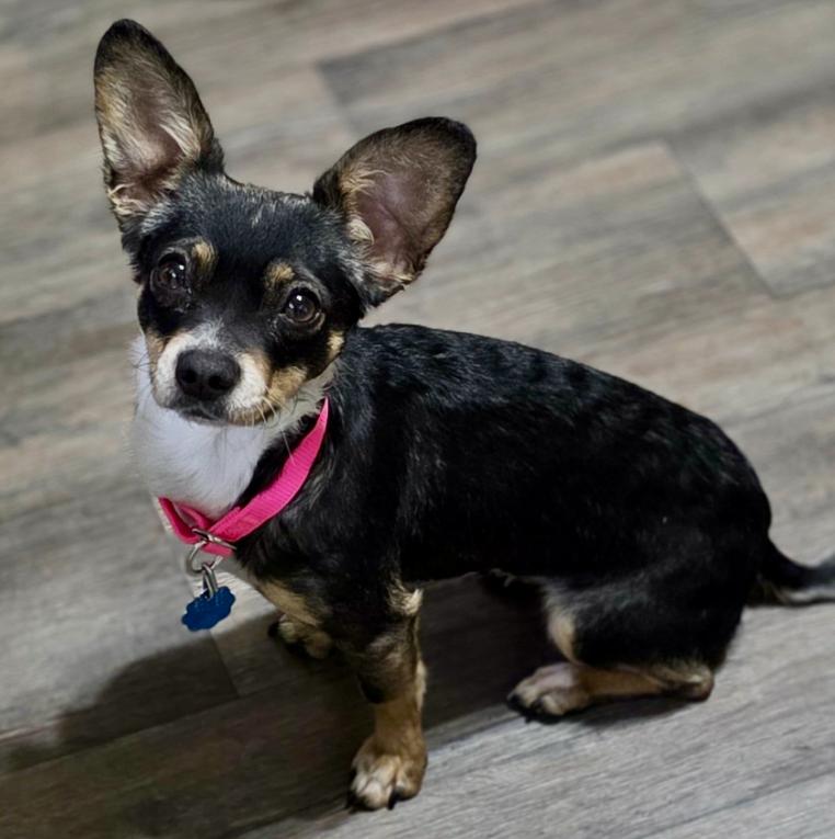 Rosalina, Adoptable, Young Female Chihuahua & Mixed Breed.