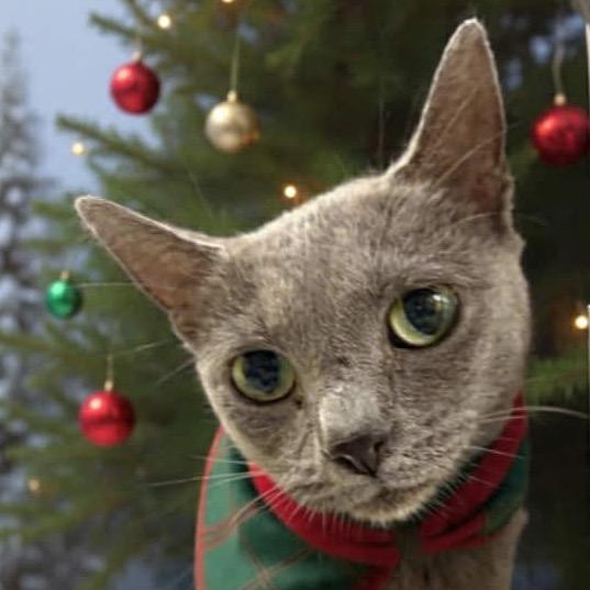 Sugar Cookie Martini, Adoptable, Adult Female Domestic Short Hair.