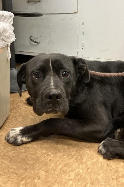 Enlarge Katie, a Adoptable mixed breed in Madera, CA image 1/1