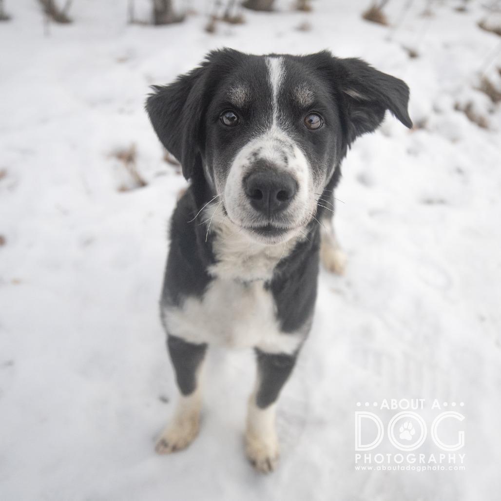 Enlarge Fruit Cake, a Adoptable mixed breed in Saint Cloud, MN image 1/3