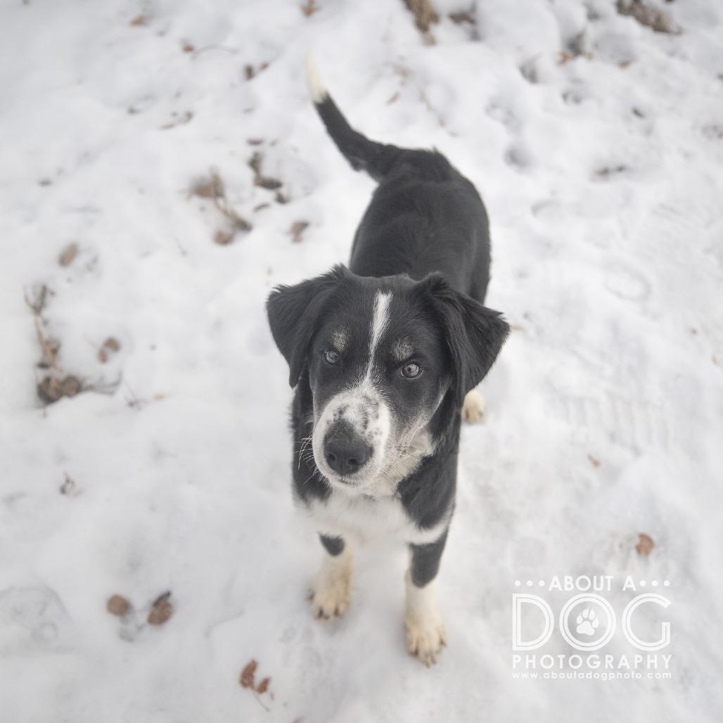 Enlarge Fruit Cake, a Adoptable mixed breed in Saint Cloud, MN image 2/3