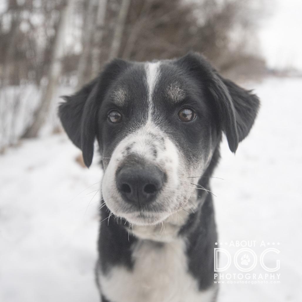 Enlarge Fruit Cake, a Adoptable mixed breed in Saint Cloud, MN image 3/3